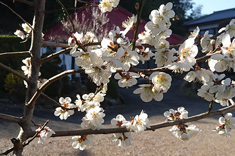ご葬儀について